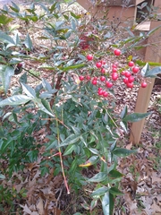 Nandina domestica