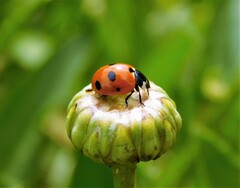Coccinella magnifica