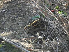 Lymnocryptes minimus