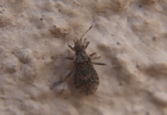 Aufeius impressicollis