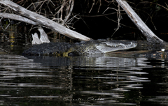 Crocodylus moreletii