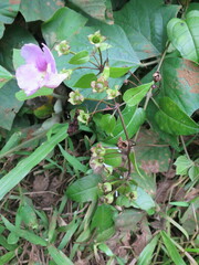 Thunbergianthus quintasii