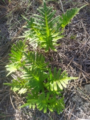 Polypodium cambricum