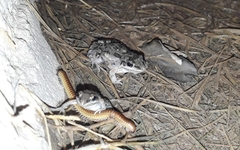 Leptodactylus latinasus