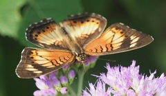 Junonia sophia