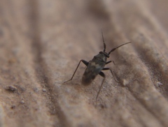 Spanagonicus albofasciatus