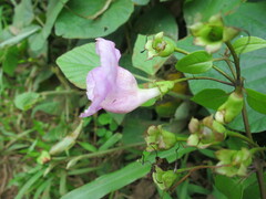 Thunbergianthus quintasii