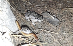 Leptodactylus latinasus