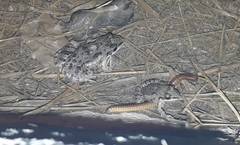 Leptodactylus latinasus