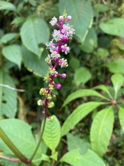 Phytolacca rivinoides