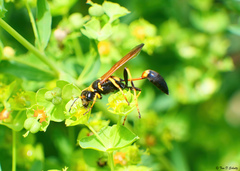 Sceliphron caementarium