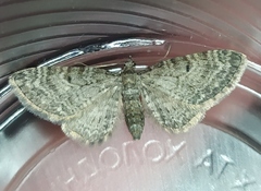 Eupithecia satyrata