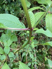 Phytolacca rivinoides