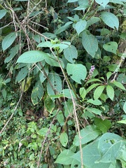 Phytolacca rivinoides