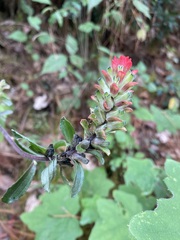 Castilleja arvensis arvensis