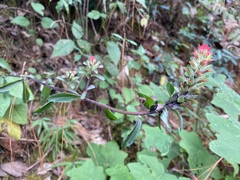 Castilleja arvensis arvensis