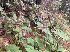 Castilleja arvensis arvensis