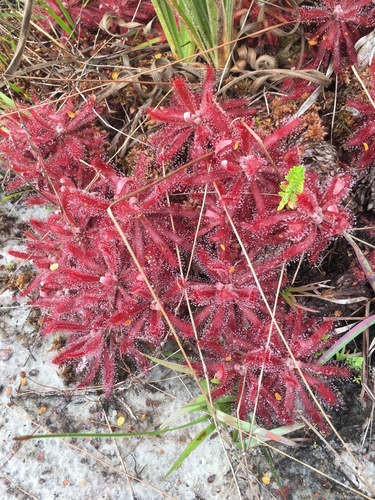 Drosera graomogolensis