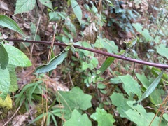Castilleja arvensis arvensis