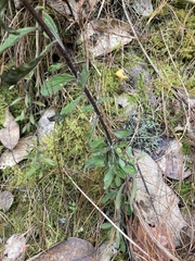 Castilleja arvensis arvensis
