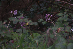 Petasites pyrenaicus