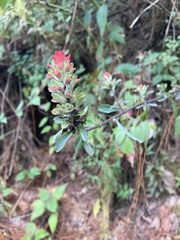 Castilleja arvensis arvensis