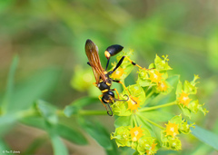 Sceliphron caementarium