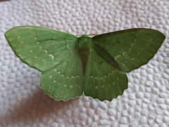 Geometra papilionaria