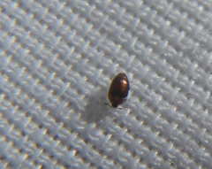Sericoderus