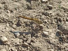 Sympetrum vulgatum
