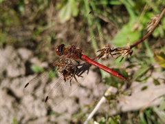 Sympetrum vulgatum