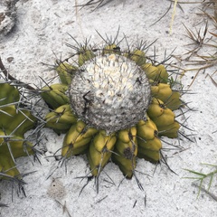 Discocactus pseudoinsignis