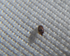 Sericoderus