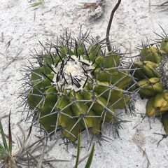 Discocactus pseudoinsignis