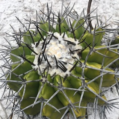 Discocactus pseudoinsignis