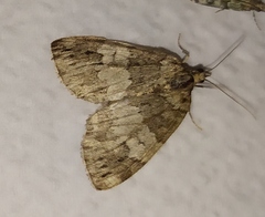 Hydriomena impluviata