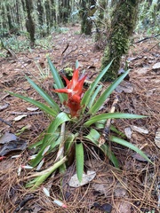 Tillandsia imperialis