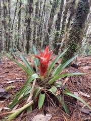 Tillandsia imperialis