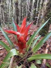 Tillandsia imperialis