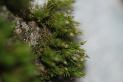 Orthotrichaceae