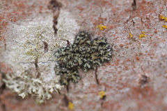 Phaeophyscia