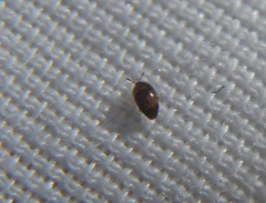 Sericoderus