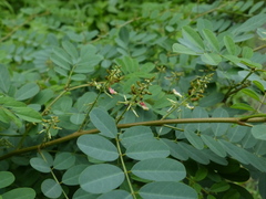 Indigofera tinctoria