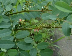 Indigofera tinctoria