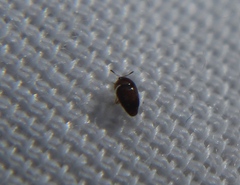 Sericoderus