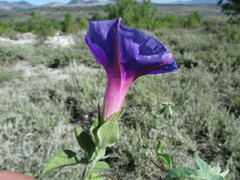 Ipomoea pubescens