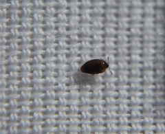 Sericoderus