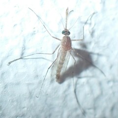 Culex pipiens