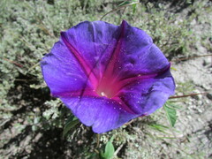Ipomoea pubescens