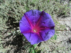 Ipomoea pubescens